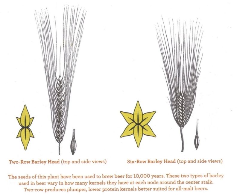 Two-Row Barley and Six-Row Barley