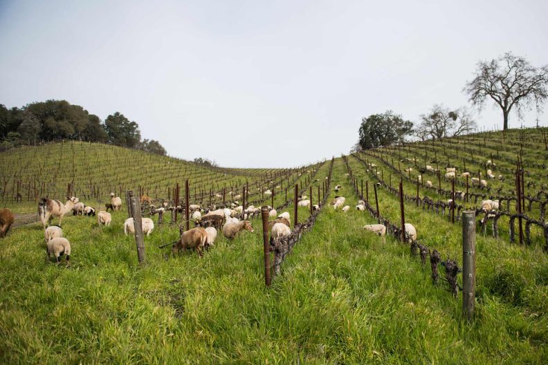 Sustainable Chardonnay